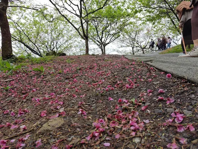 三峽大熊櫻花林 - 台灣八重櫻