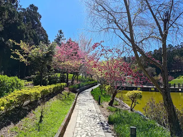 清境農場 (小瑞士花園) - 環湖步道 - 櫻花