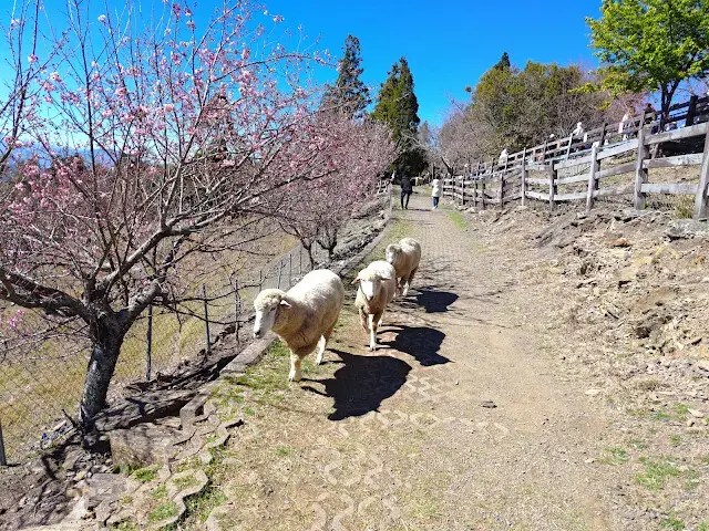 清境農場 (觀山牧區) - 櫻花 - 綿羊