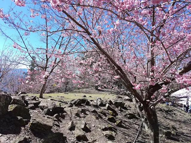 清境農場 (觀山牧區) - 櫻花