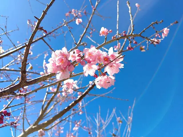 清境農場 (觀山牧區) - 櫻花