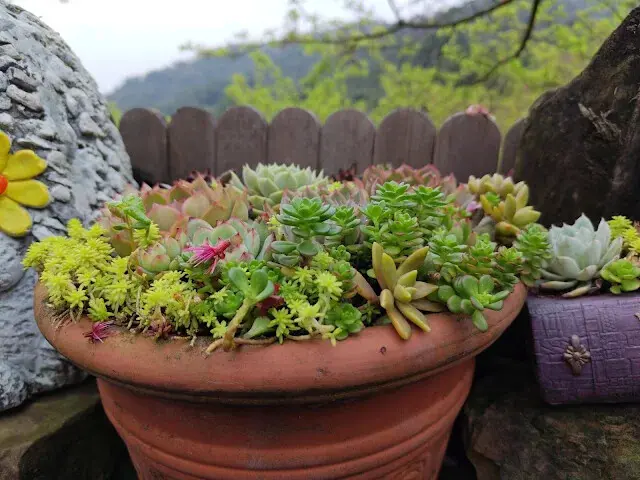 三峽大熊櫻花林 - 多內植物