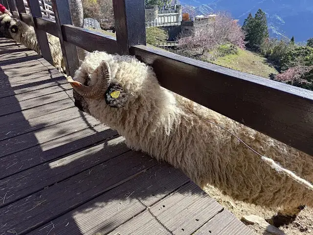 清境農場 (青青草原) - 綿羊