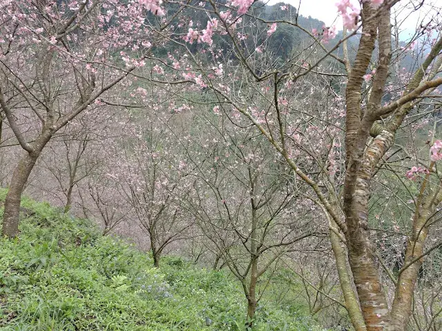 三峽大熊櫻花林 - 富士吉野櫻