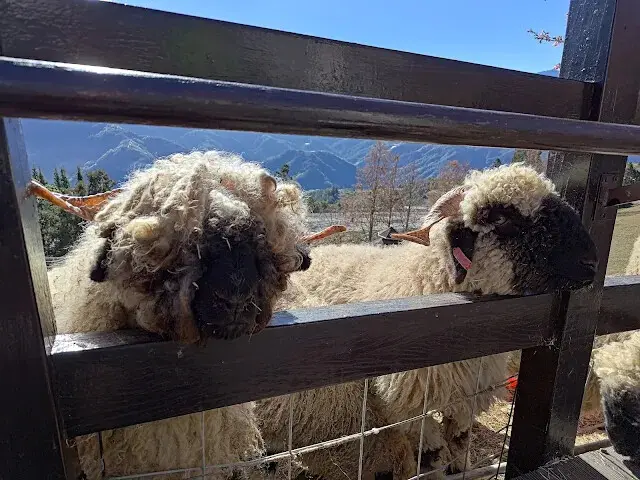 清境農場 (青青草原) - 綿羊