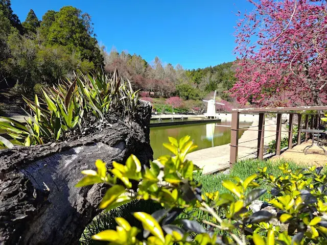 清境農場 (小瑞士花園) - 環湖步道 - 櫻花