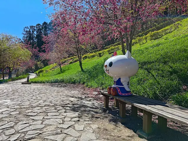 清境農場 (小瑞士花園) - 環湖步道 - 櫻花 - 金針花毯