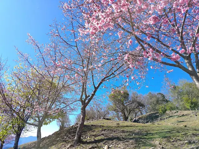 清境農場 (觀山牧區) - 櫻花