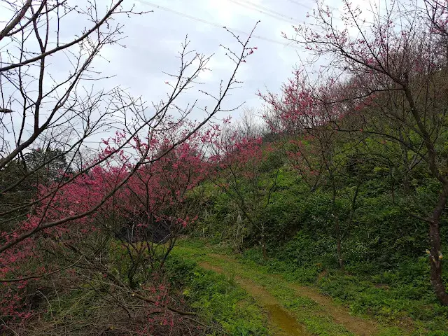 三峽大熊櫻花林