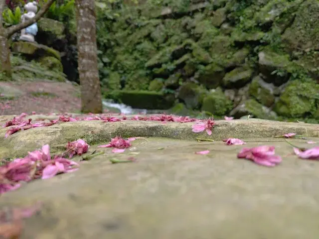 三峽大熊櫻花林
