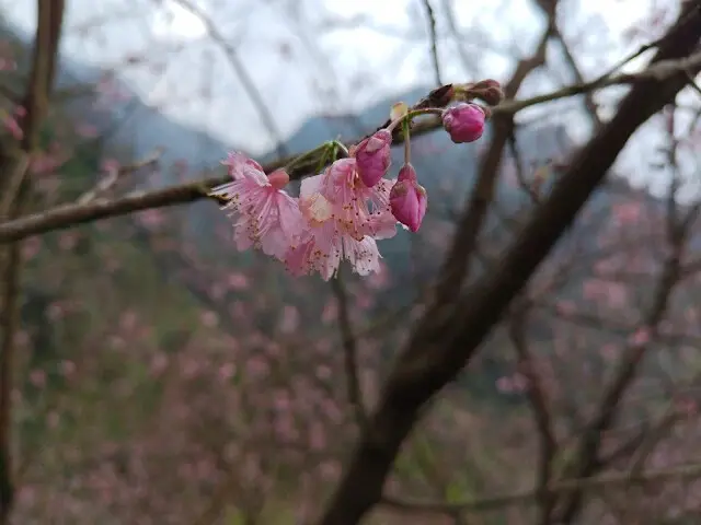 三峽大熊櫻花林 - 富士吉野櫻