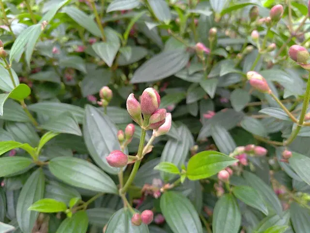 三峽大熊櫻花林