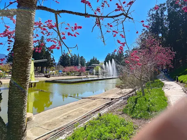 清境農場 (小瑞士花園) - 環湖步道 - 櫻花 - 水舞秀