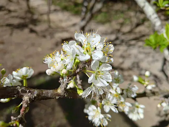 清境農場 (小瑞士花園) - 環湖步道 - 黑刺李花
