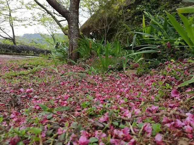 三峽大熊櫻花林