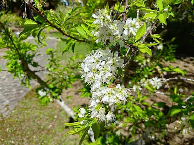 清境農場 (小瑞士花園) - 環湖步道 - 黑刺李花