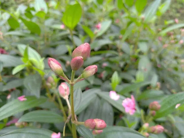 三峽大熊櫻花林 - 巴西野牡丹