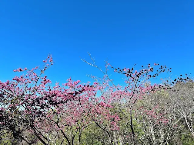 清境農場 (觀山牧區) - 櫻花