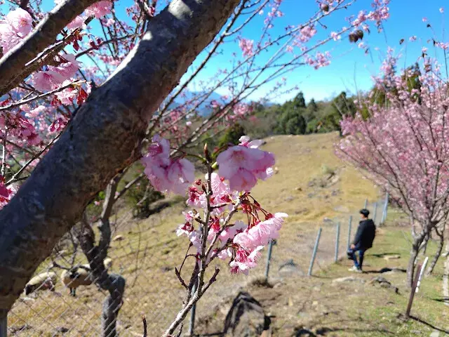 清境農場 (觀山牧區) - 櫻花