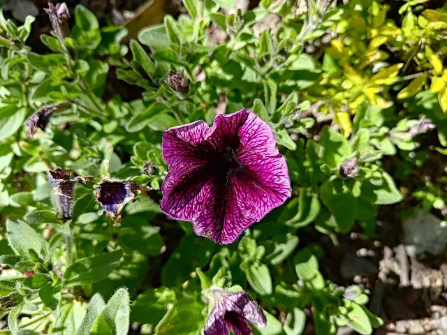清境農場 (小瑞士花園) - 環湖步道 - 薩菲尼亞