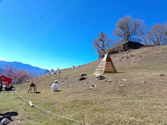 清境農場 (觀山牧區) - 綿羊