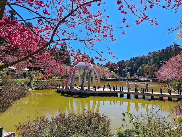 清境農場 (小瑞士花園) - 水上教堂 - 櫻花