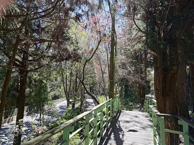 清境農場 (櫻花步道)