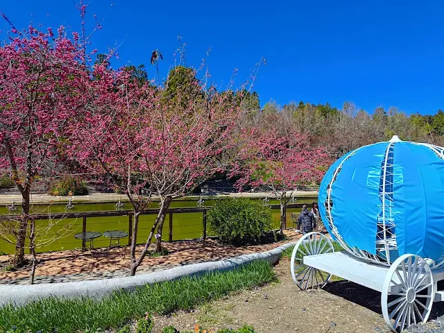 清境農場 (小瑞士花園) - 歐風花園 - 櫻花