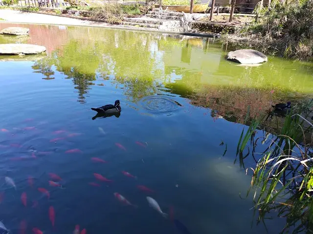清境農場 (小瑞士花園) - 親水鏡湖 - 鴨子