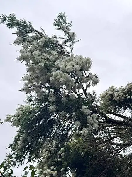 【台中原民體驗】原流新創聚落、探索原民之旅、泰雅族雙崎部落、