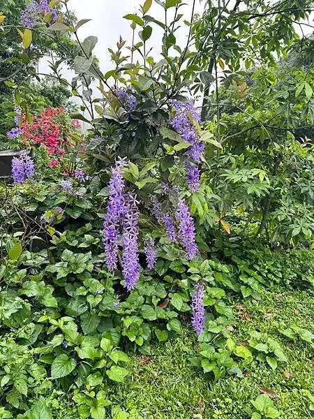 【台中原民體驗】原流新創聚落、探索原民之旅、泰雅族雙崎部落、