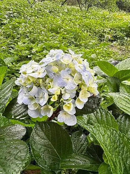 【台中原民體驗】原流新創聚落、探索原民之旅、泰雅族雙崎部落、