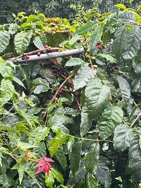 【台中原民體驗】原流新創聚落、探索原民之旅、泰雅族雙崎部落、