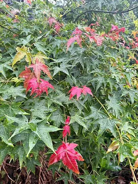 【台中原民體驗】原流新創聚落、探索原民之旅、泰雅族雙崎部落、