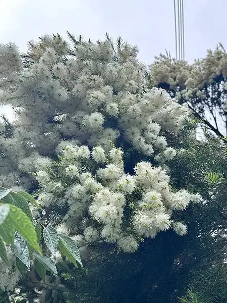 【台中原民體驗】原流新創聚落、探索原民之旅、泰雅族雙崎部落、