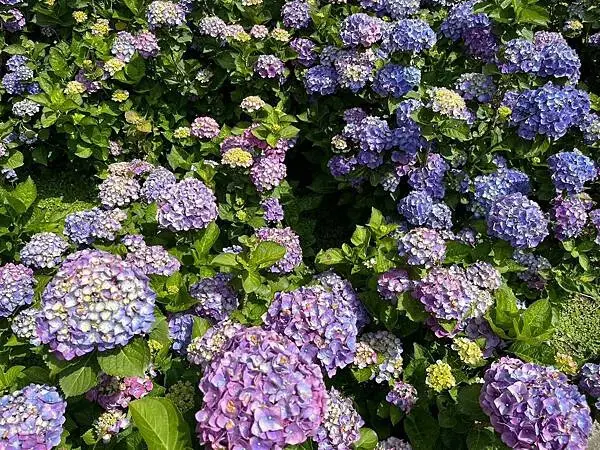 LINE_ALBUM_20240518陽明山繡球花_240522_78