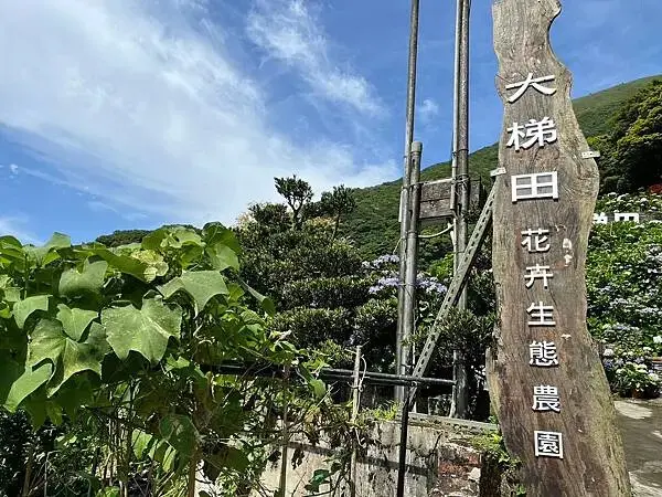LINE_ALBUM_20240518陽明山繡球花_240522_131