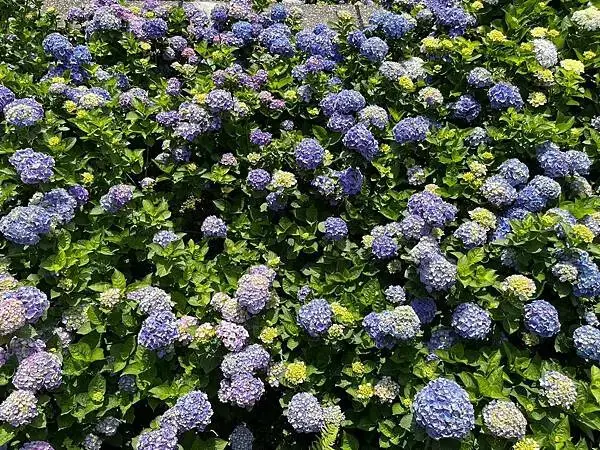 LINE_ALBUM_20240518陽明山繡球花_240522_97