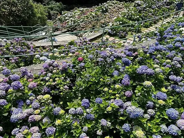 LINE_ALBUM_20240518陽明山繡球花_240522_77