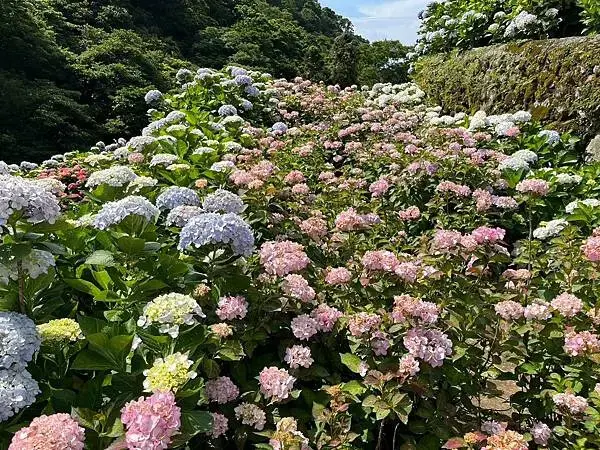 LINE_ALBUM_20240518陽明山繡球花_240522_92