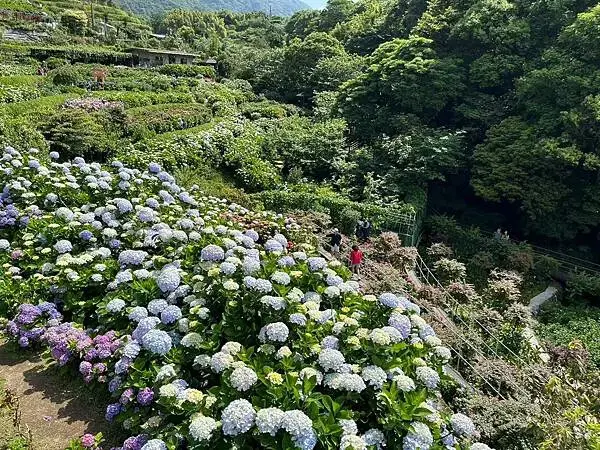 LINE_ALBUM_20240518陽明山繡球花_240522_100