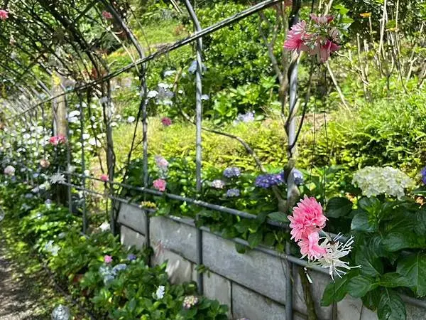 LINE_ALBUM_20240518陽明山繡球花_240522_122