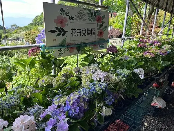 LINE_ALBUM_20240518陽明山繡球花_240522_116