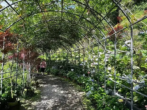 LINE_ALBUM_20240518陽明山繡球花_240522_120