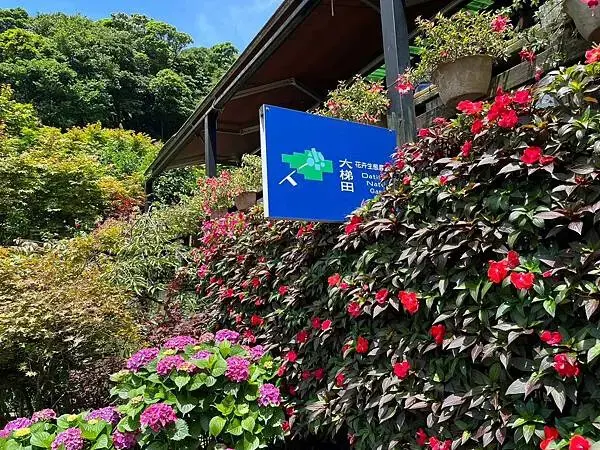 LINE_ALBUM_20240518陽明山繡球花_240522_40