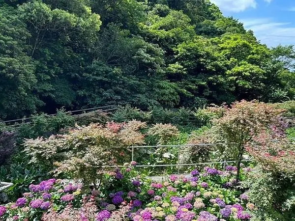 LINE_ALBUM_20240518陽明山繡球花_240522_87