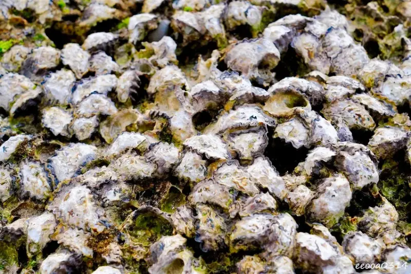 北海岸石門玩水一日遊｜免費探索潮間帶、抓螃蟹親子景點推薦!