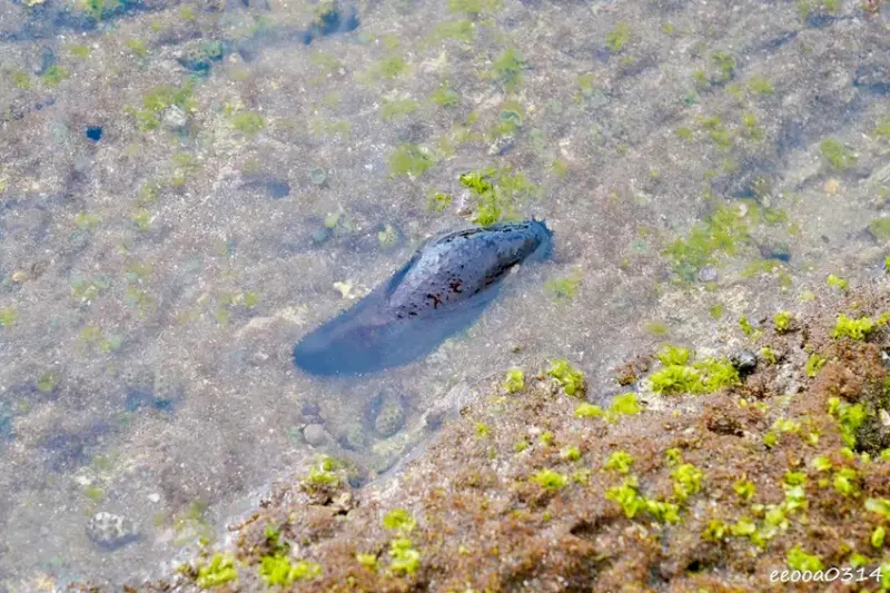 北海岸石門玩水一日遊｜免費探索潮間帶、抓螃蟹親子景點推薦!