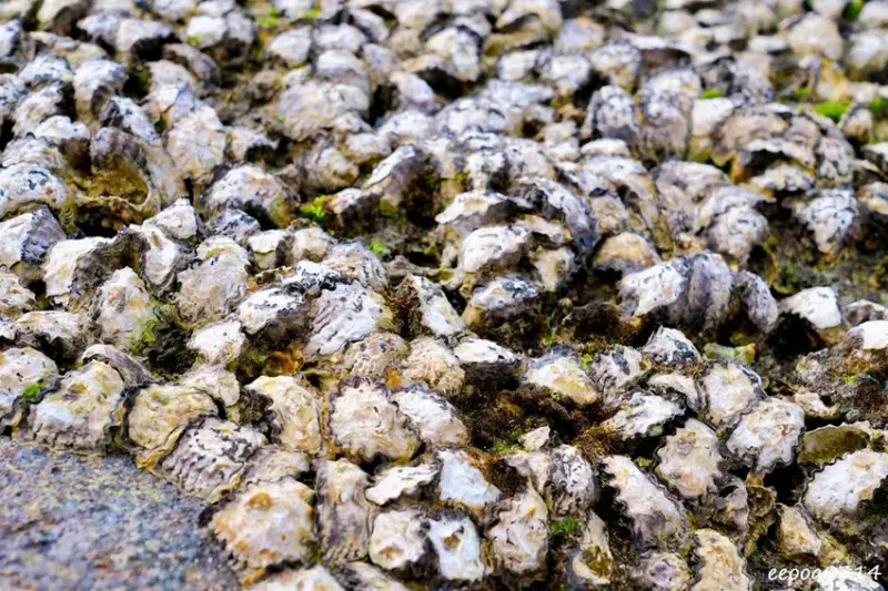 北海岸石門玩水一日遊｜免費探索潮間帶、抓螃蟹親子景點推薦!