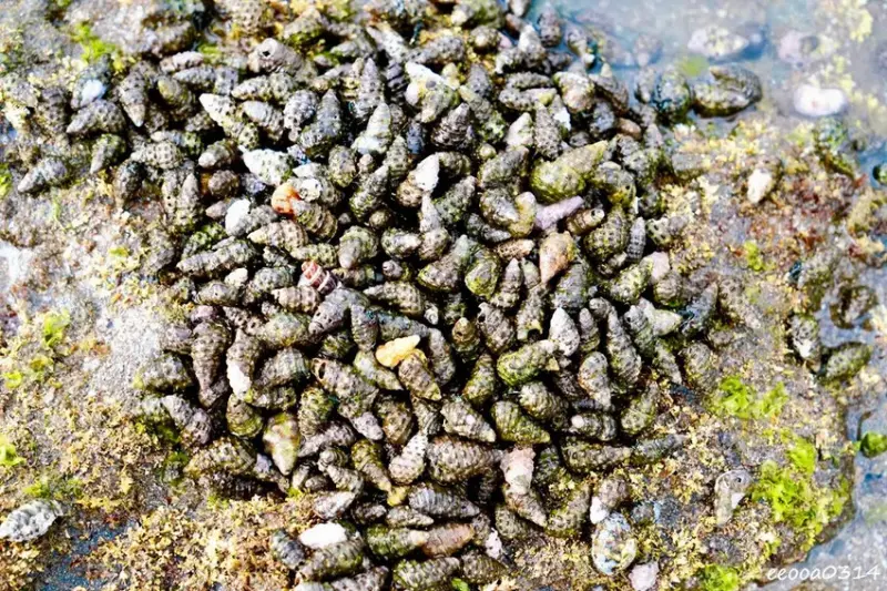 北海岸石門玩水一日遊｜免費探索潮間帶、抓螃蟹親子景點推薦!